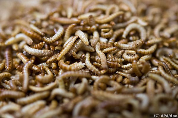 APA Faktencheck: Alle Lebensmittel mit Insekten werden gekennzeichnet - Featured image
