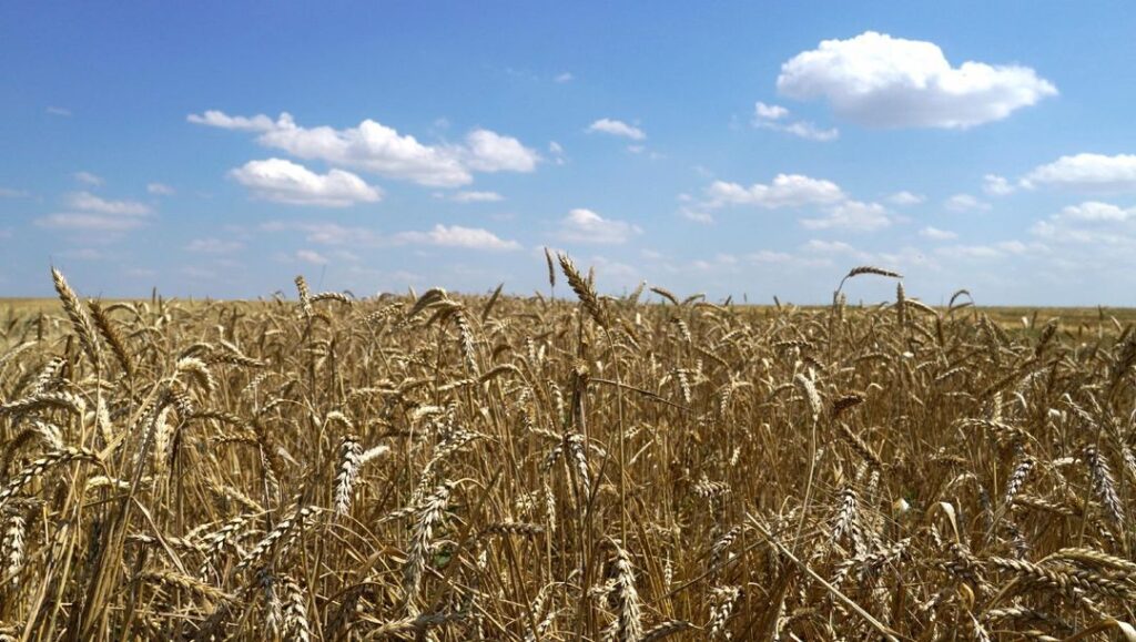 Der ukrainische Präsident hat nicht 17 Millionen Hektar Land an ausländische Unternehmen verkauft - Featured image