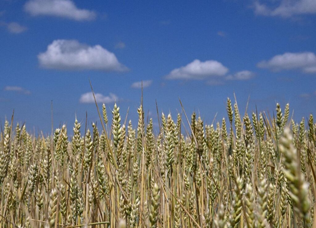 Die fehlenden ukrainischen Weizenexporte bedrohen die weltweite Nahrungsmittelversorgung - Featured image