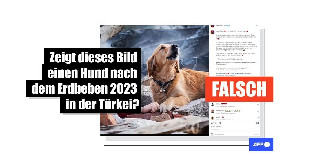 Dieses Foto eines Rettungshundes stammt nicht aktuell aus der Türkei - Featured image