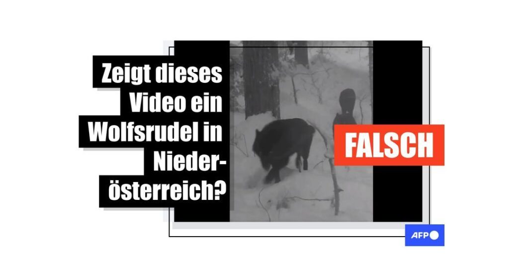 Dieses Video eines Wolfsrudels stammt aus Kanada und nicht aus Niederösterreich - Featured image