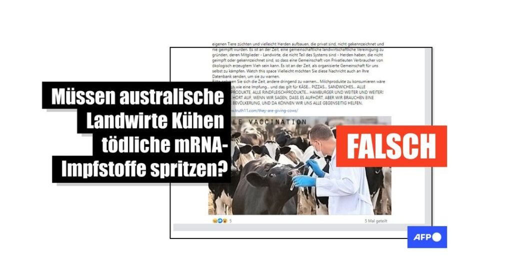 Australische Kühe erhalten keine angeblich tödlichen mRNA-Impfstoffe - Featured image