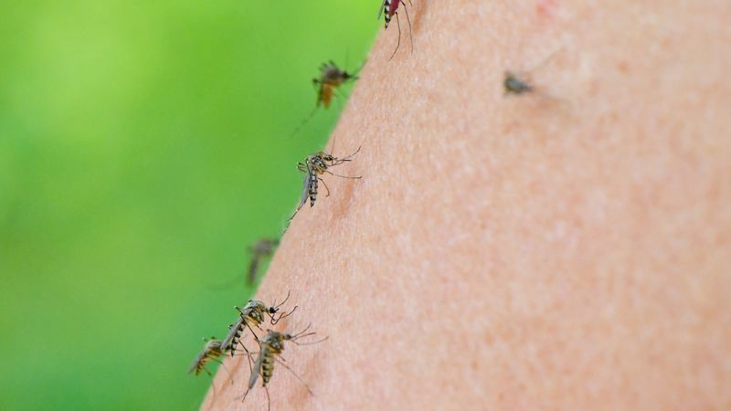 Experten sehen derzeit keine Gefahr durch neue Mückenarten