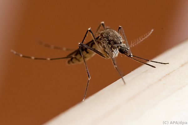 APA-Faktencheck: Vielfach geteiltes Mückenstich-Foto ist aus 2017 - Featured image