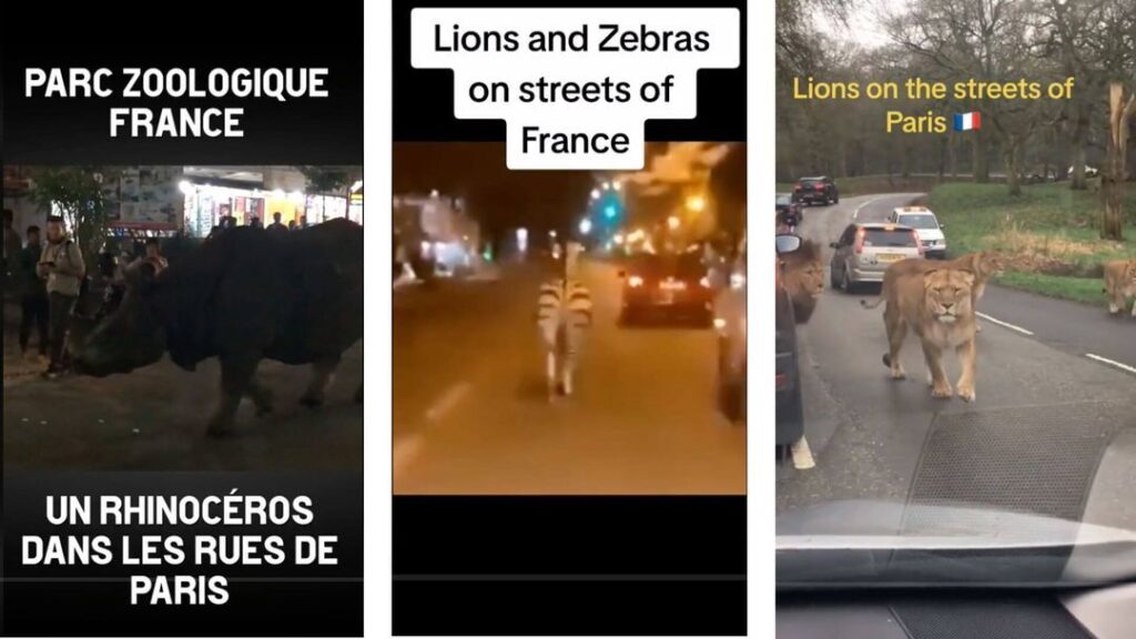 Nein, diese Videos zeigen keinen Ausbruch von Zootieren in Frankreich - Featured image
