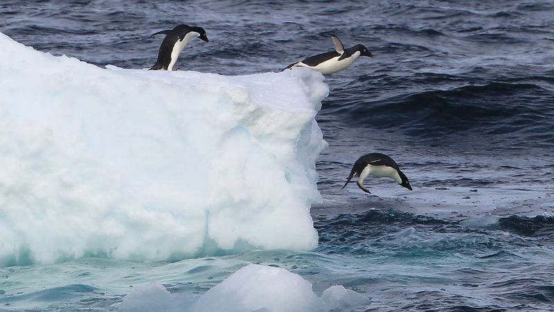 Antarktis und Rothschild-Insel gehören niemandem - Featured image