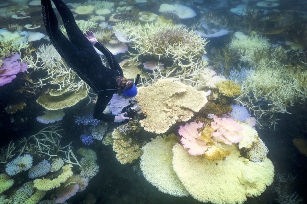 Falschinformationen zu weltweiter Korallenbleiche - Featured image
