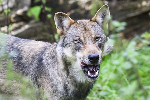 APA-Faktencheck: Falschinformationen rund um mutmaßlichen Wolfsbiss - Featured image