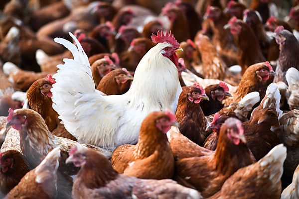 APA-Faktencheck: Vogelgrippe stellt auch eine Gefahr für Menschen dar - Featured image