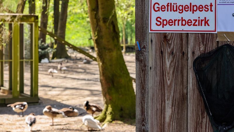 Vogelgrippe bisher nicht als Pandemie eingestuft - Featured image