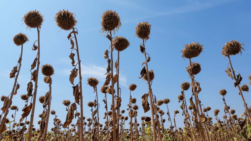 Satz aus ZDF-Sendung kein Widerspruch zum Klimawandel - Featured image