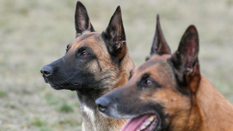 Video zeigt Hundetraining mit Statisten - Featured image