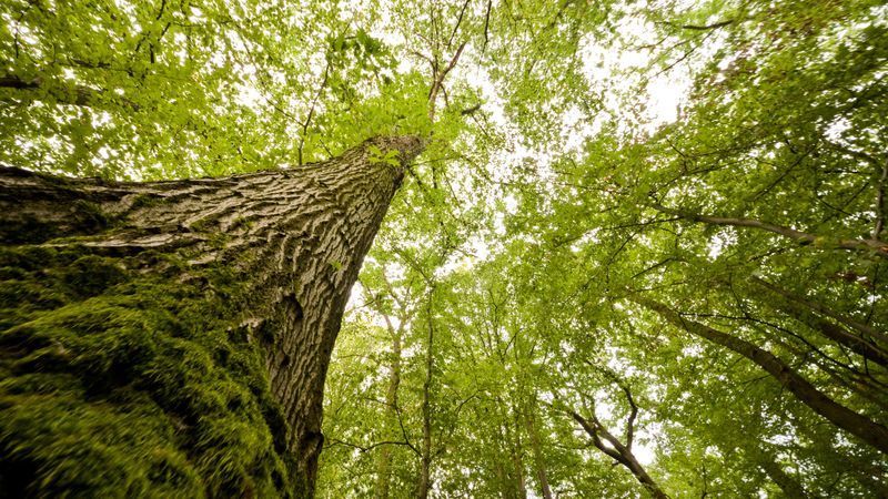 CO2-Studie fokussiert auf Biomasse, nicht Biodiversität - Featured image