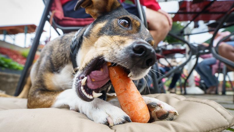 Engländer dürfen ihre Hunde vegetarisch ernähren - Featured image