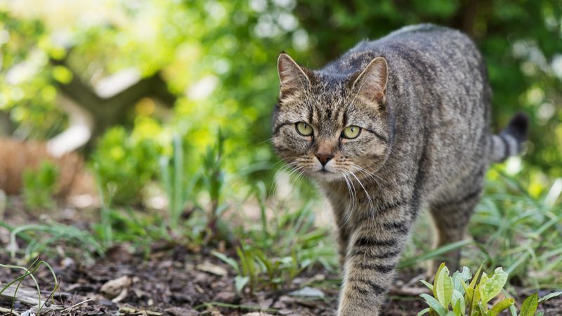 Angebliche Fauci-Aussage zur Tötung von Katzen ist erfunden - Featured image