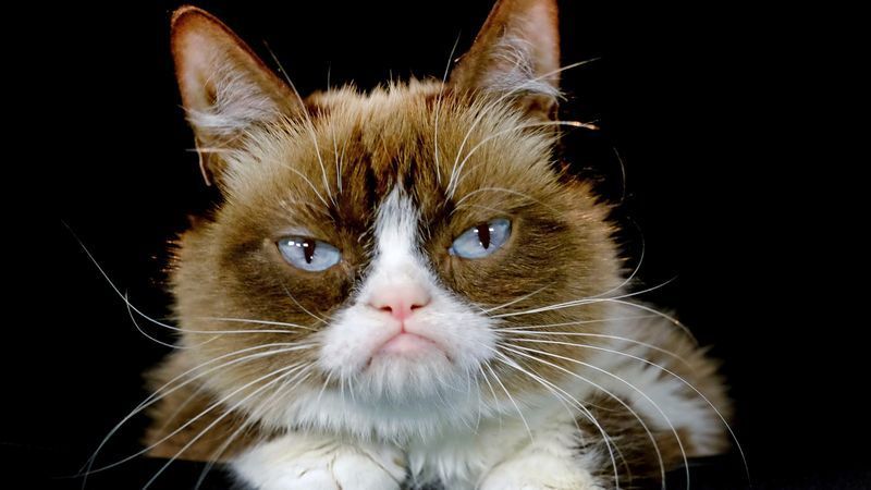 Gerücht über Katzentoilette entstand 2023 in Wales