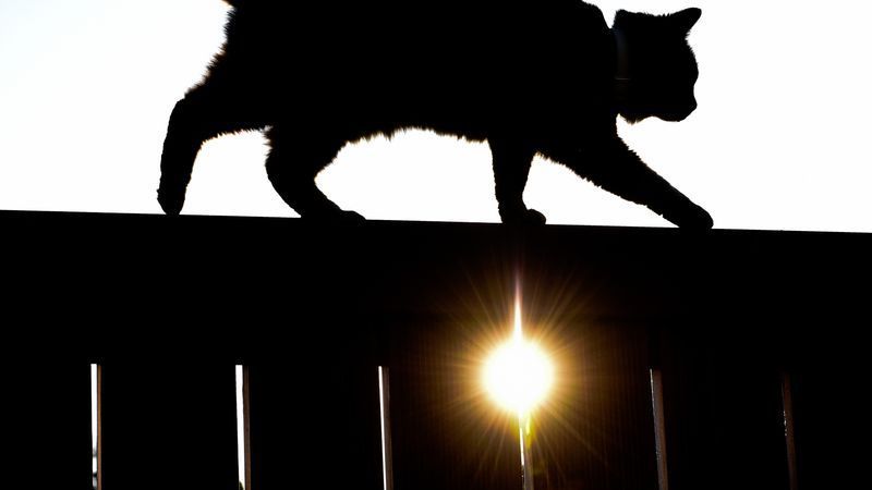 Meldung über Katzensteuer geht auf Satire-Account zurück - Featured image
