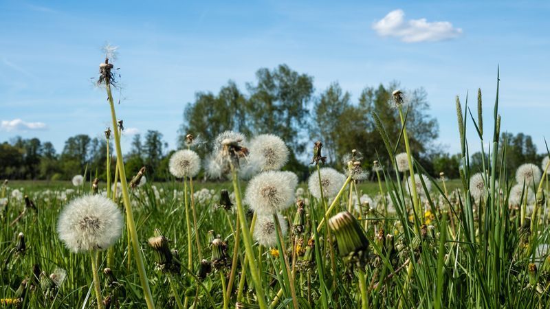 Löwenzahn bisher keine medizinische Option bei Darmkrebs - Featured image