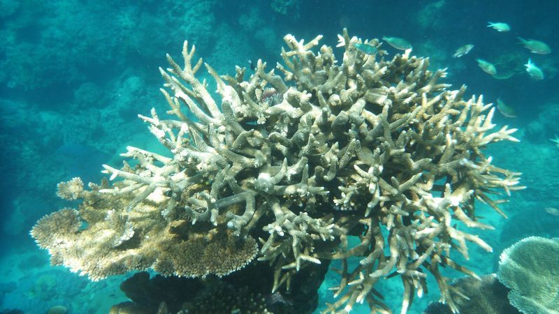 Starker Korallenrückgang am Great Barrier Reef verzeichnet - Featured image
