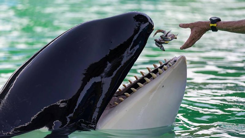 Geschichte über getötete Orca-Trainerin ist frei erfunden - Featured image