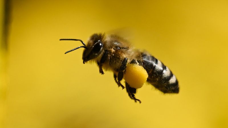 Forscher berichten öffentlich über Bienengift-Versuche - Featured image