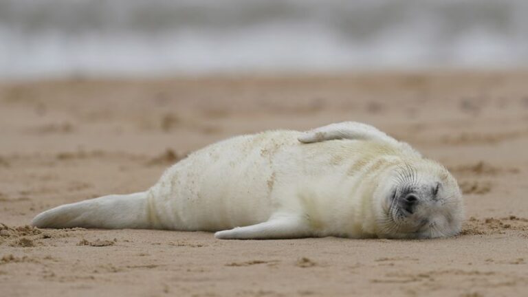 Kein Beleg für Existenz von künstlichen Eisschollen für Robben - Featured image