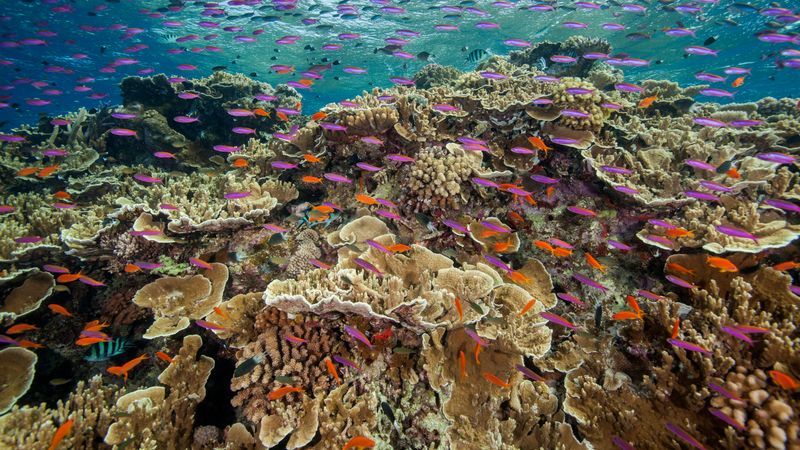 Korallen am Great Barrier Reef im Jahr 2025 stark dezimiert - Featured image