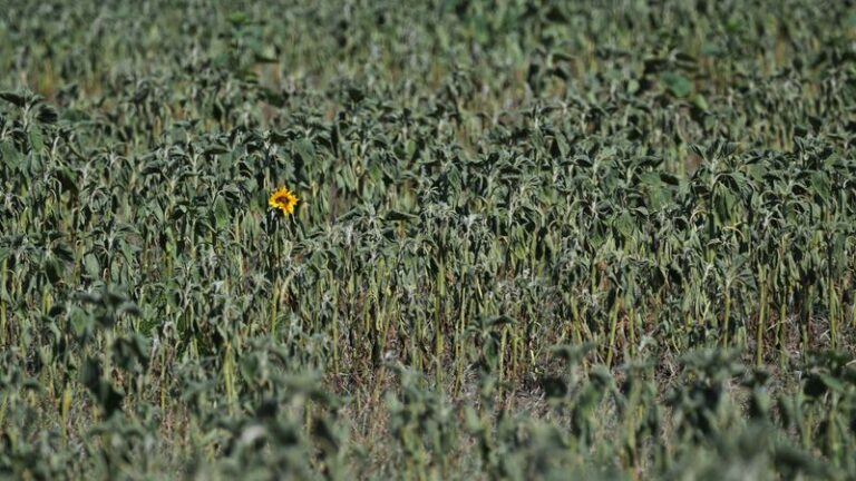 CO2-Gehalt über Jahrtausende niedriger als heute - Featured image