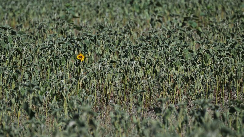 CO2-Gehalt über Jahrtausende niedriger als heute - Featured image