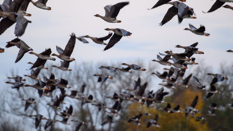 Vogelgrippe ist Hauptursache für Wildvogelsterben - Featured image