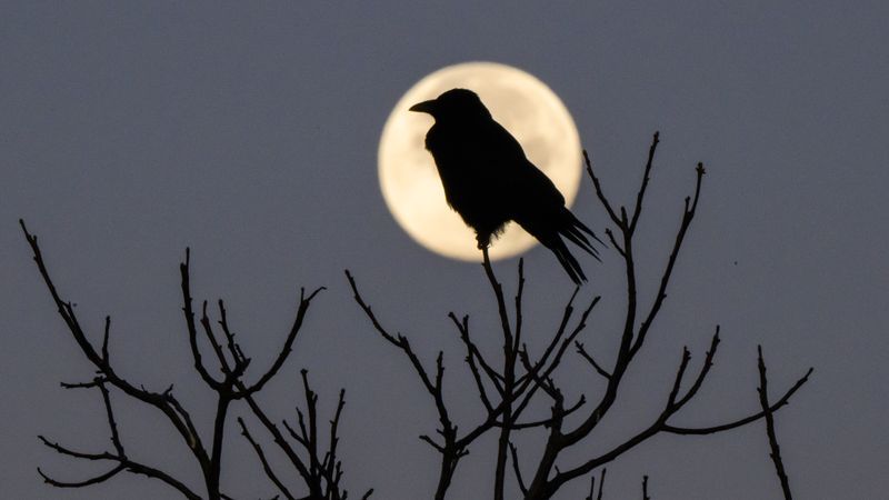 Krähen als Kippen-Sammler blieben in der Testphase - Featured image