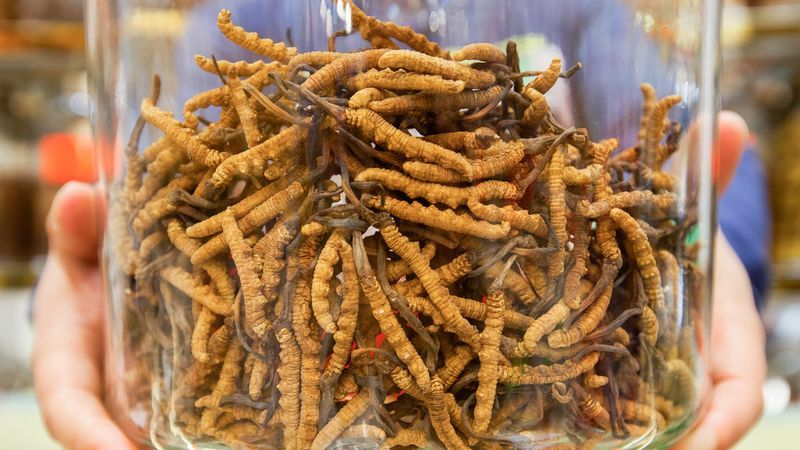 Video zeigt keine Iraner, sondern Pilzsammler in Nepal - Featured image