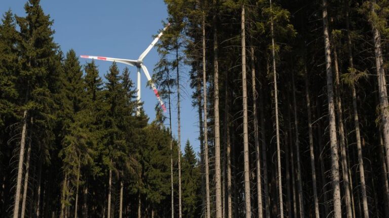 Nach Rodung für Windkrafträder wird aufgeforstet - Featured image